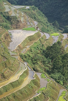 Banaue terraced rice fields