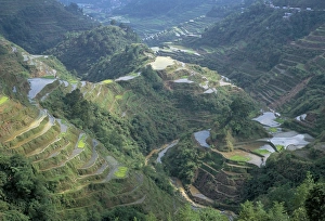 Banaue terraced rice fields