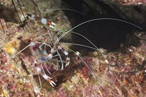 Crustacean Prints: Banded boxer shrimp (Stenopus tenuirostris)