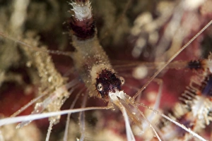Images Dated 26th May 2008: Banded coral shrimp (Stenopus hispidus), Sulawesi, Indonesia, Southeast Asia, Asia