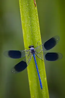 Banded Demoiselle (Calopteryx splendens) damselfly covered with dew, Kent, England