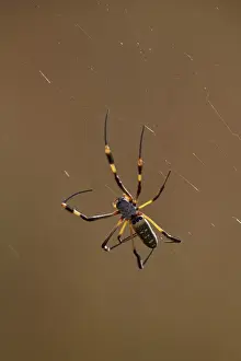Spider Prints: Banded-legged golden orb spider (Nephila senegalensis), Kruger National Park, South Africa