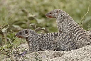 Two banded mongoose (Mungos mungo), Serengeti National Park, Tanzania, East Africa