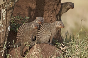 Animal Kingdom Prints: Banded mongoose (Mungos mungo), Serengeti National Park, Tanzania, East Africa, Africa