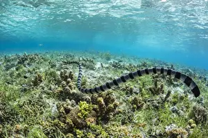 Snake Prints: Banded sea krait (Laticauda colubrina) searching for food on Sebayur Island, Flores Sea