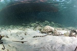 Images Dated 28th May 2008: Banded snake eel (Myrichthys colubrinus), Sulawesi, Indonesia, Southeast Asia, Asia