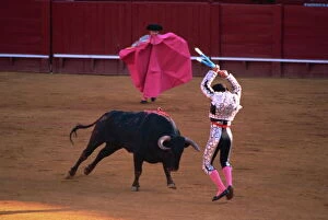 The banderillas sticks are placed in the bulls neck, bullfighting, Spain, Europe