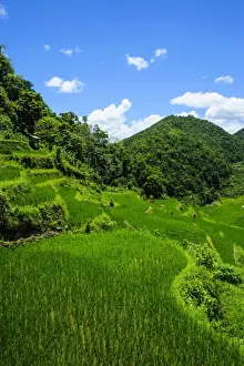 Terraced Field Prints: Bangaan in the rice terraces of Banaue