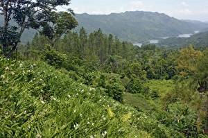 Images Dated 11th November 2009: A bank of butterfly lillies, Cubas national flower, overlooking the Hanabanilla reservoir in