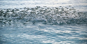 Jumping Prints: Bank of fish jumping in the sea, The Maldives, Indian Ocean
