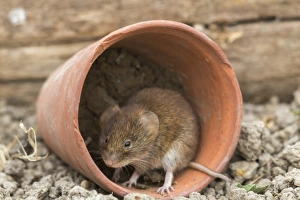 Plant Pot Prints: Bank vole (Clethrionomys glareolus), captive, United Kingdom, Europe