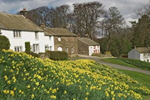 Images Dated 5th April 2008: Banks of daffodils in Askham village in Wordsworth Country, English Lake District