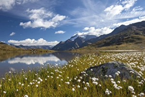 Cottongrass Prints: The banks of a lake in Upper Valtellina