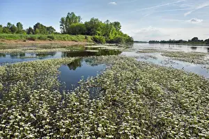 Recreational Prints: Banks of water-crowfoot (Ranunculus fluitans), Loire river near Chaumont-sur-Loire, France