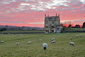 Large Group Of Animals Gallery: Banqueting House of Campden House and sheep at sunset, Chipping Campden, Cotswolds