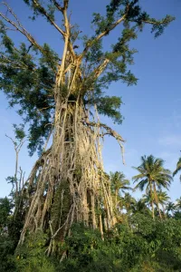 Western Samoa Prints: Banyan tree after cyclone hit