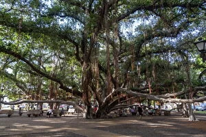 Trending: Banyan tree, Lahaina, Maui, Hawaii, United States of America, Pacific