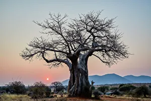 Baobab Prints: Baobab (Adansonia digitata) at sunrise, Ruaha National Park, Tanzania, East Africa