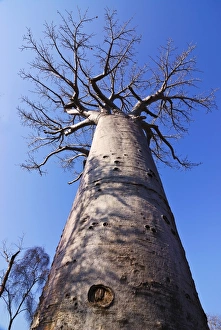 Baobab Prints: Baobab tree from below, Avenue de Baobabs, Madagascar, Africa
