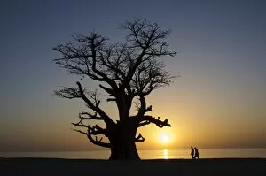 Baobab tree and couple walking, Sine Saloum Delta, Senegal, West Africa, Africa