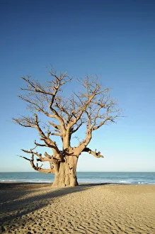 Sea Scape Prints: Baobab tree, Sine Saloum Delta, Senegal, West Africa, Africa