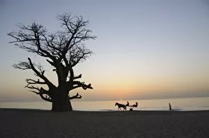 Images Dated 5th January 2009: Baobab tree, Sine Saloum Delta, Senegal, West Africa, Africa