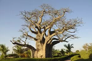 Images Dated 9th January 2009: Baobab tree, Sine Saloum Delta, Senegal, West Africa, Africa