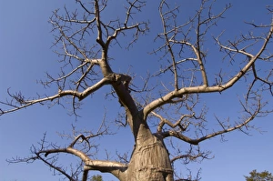 Dead Tree Prints: Baobab tree, South Luangwa National Park, Zambia, Africa