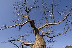 Baobab tree, South Luangwa National Park, Zambia, Africa