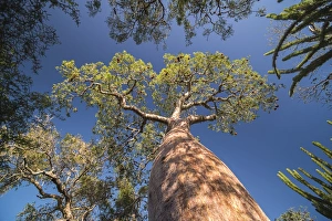 Baobab tree in Spiny Forest, Parc Mosa a Mangily, Ifaty, South West Madagascar, Africa