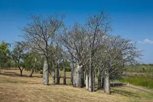 Images Dated 3rd October 2008: Baobab trees in Kununurra, Kimberleys, Western Australia, Australia, Pacific