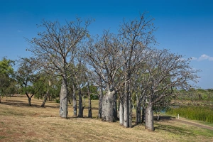 Images Dated 3rd October 2008: Baobab trees in Kununurra, Kimberleys, Western Australia, Australia, Pacific