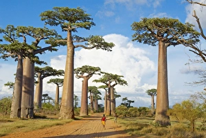 Images Dated 10th December 2007: Baobab trees, Morondava, Madagascar, Africa