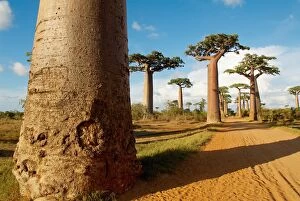 Images Dated 10th December 2007: Baobab trees, Morondava, Madagascar, Africa