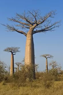 Images Dated 22nd September 2009: Baobabs (Adansonia Grandidieri), Morondava, Madagascar, Africa