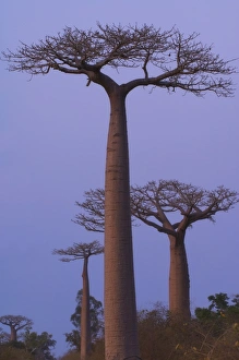 Baobab Prints: Baobabs (Adansonia Grandidieri) at sunset, Morondava, Madagascar, Africa