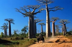 Images Dated 17th May 2010: Baobabs (Andansonia grandidieri ), Morondova, Southern Madagascar, Africa