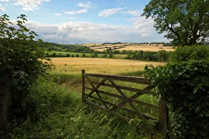 Gate Prints: Five bar gate opening on to barley fields, Guiting Power, Cotswolds, Gloucestershire