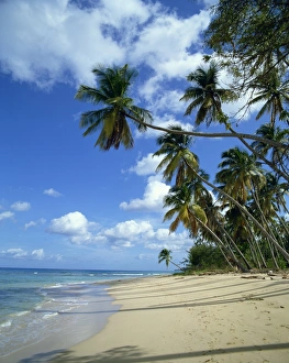 Barbados Prints: Barbados, West Indies, Caribbean, Central America