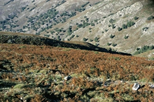 Barbagia Prints: Barbagia, island of Sardinia