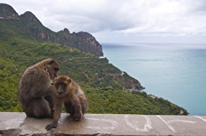 Algeria Prints: Barbary Macaque (Macaca sylvanus) at Cap Carbon, Bejaia, Kabylia, Algeria