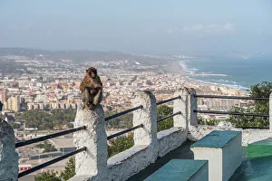 Historical Site Prints: Barbary macaque monkey of Gibraltar in front of the skyline, Gibraltar, Europe