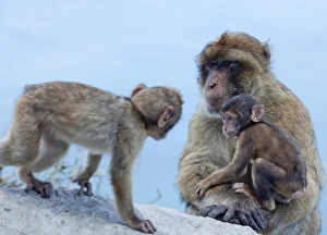 Gibraltar Prints: Barbary macaques (Macaca sylvanus) interaction, Gibraltar, Europe