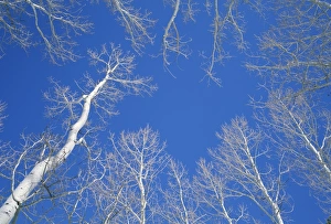 Bare Prints: Bare aspen trees against a blue sky in the Dixie National Forest