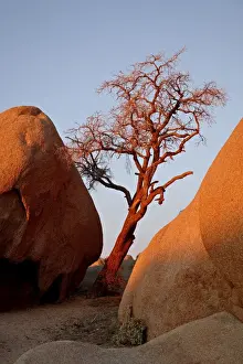 Red Rocks Prints: Bare tree among boulders at sunrise, Joshua Tree National Park, California