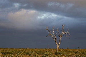 Lone Tree Prints: Bare tree with dark clouds, Kruger National Park, South Africa, Africa