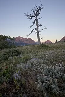 Bare tree and lupine at dawn, Glacier National Park, Montana, United States of America