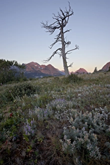 Bare tree and lupine at dawn, Glacier National Park, Montana, United States of America Bare tree and lupine at dawn, Glacier National Park, Montana, United States of America