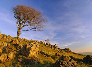 Bare tree on stony outcrop, Parwich, Hartington, Peak District National Park