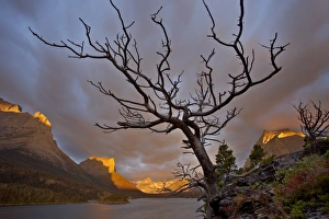 Images Dated 20th August 2008: Bare tree at sunrise, St. Mary Lake, Glacier National Park, Montana, United States of America